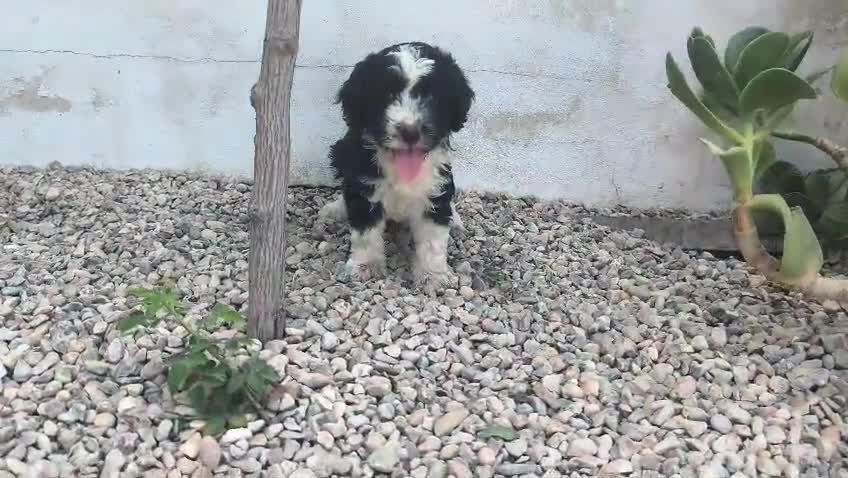 Caniche Gigante perros en venta: Caniche gigante  - Video 1