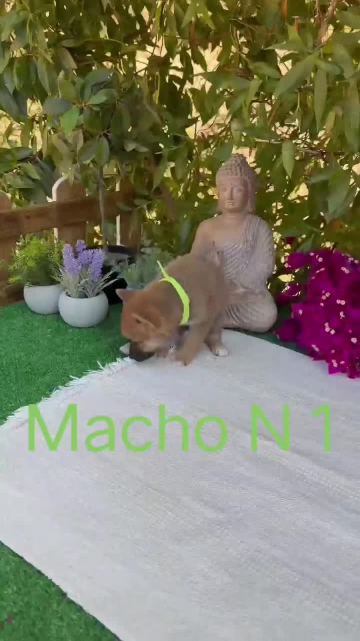 Shiba Inu perros en venta: Shiba Inu rojos y negros preciosos  - Video 3