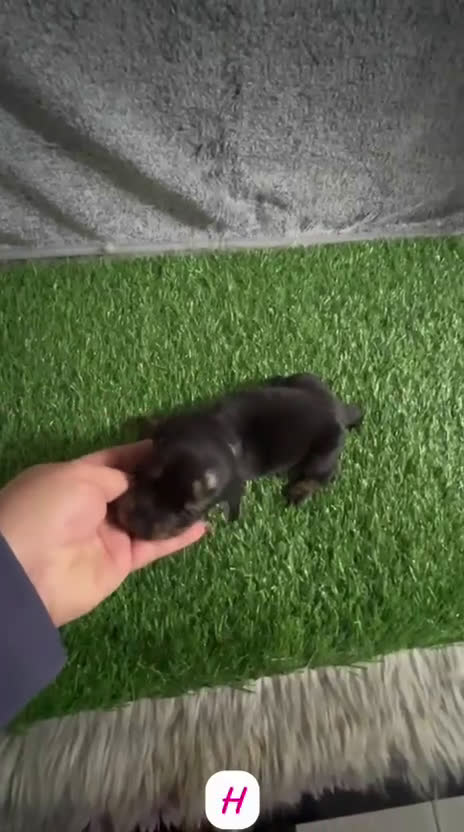 Teckel Miniatura perros en venta: TECKEL KANINCHEN ARLEQUÍN - Video 1