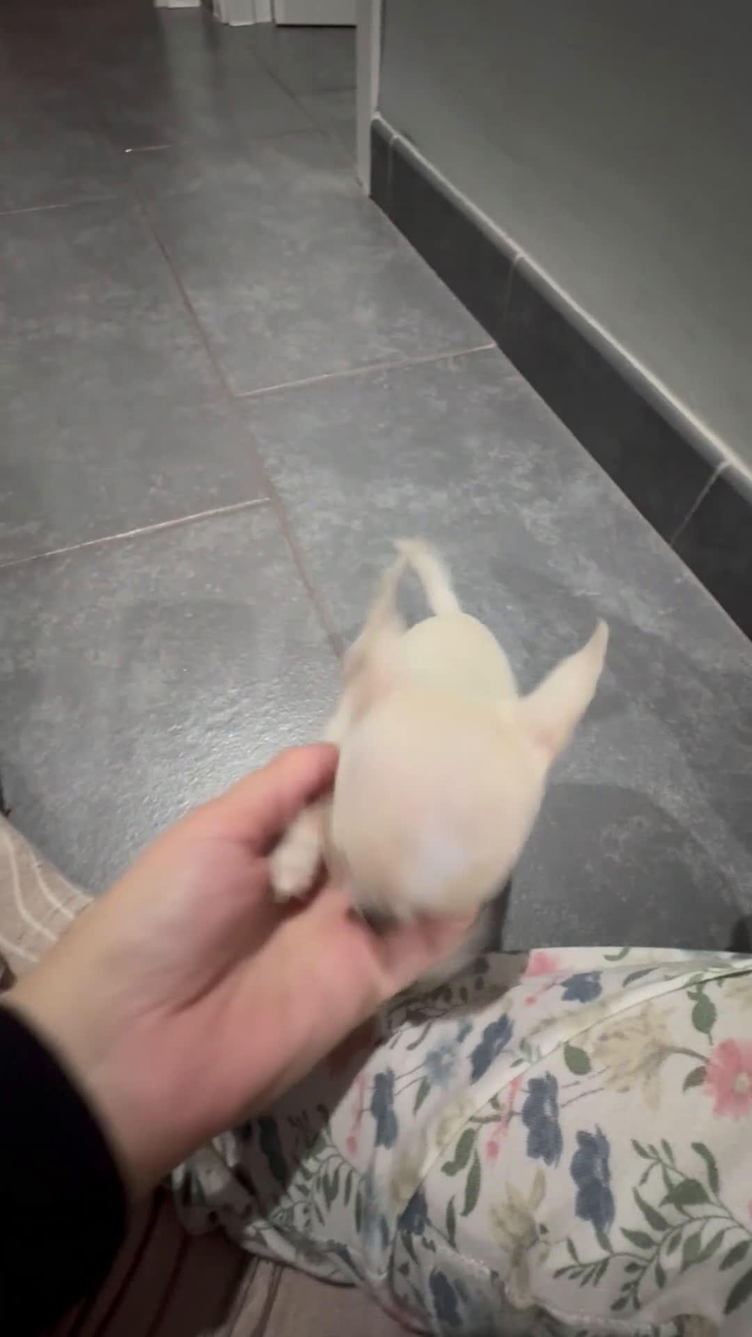 Chihuahua perros en venta: Chihuahua miniatura  - Video 2