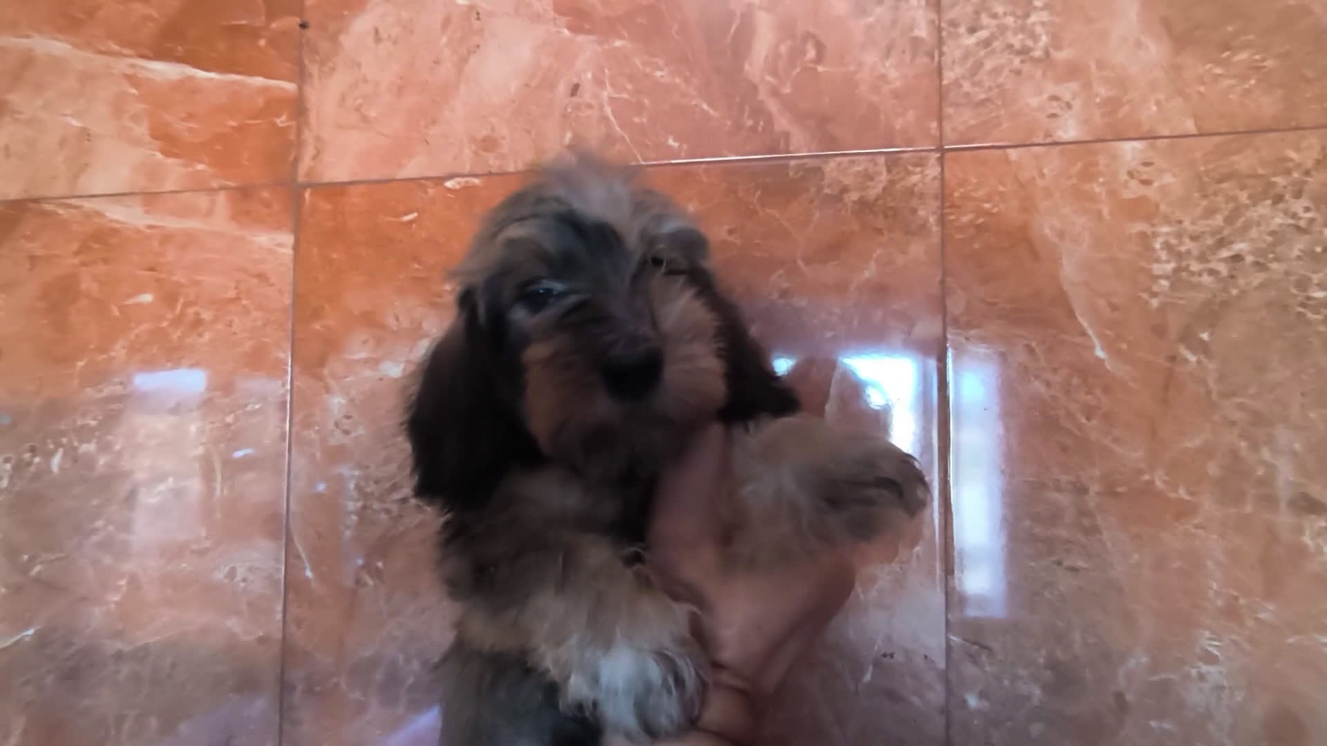Teckel Miniatura perros en venta: Teckel kaninchen pelo duro  - Video 2
