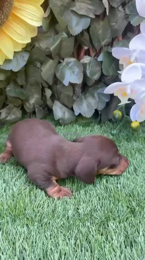 Teckel Miniatura perros en venta: Teckel miniatura kanichen color chocolate  - Video 2