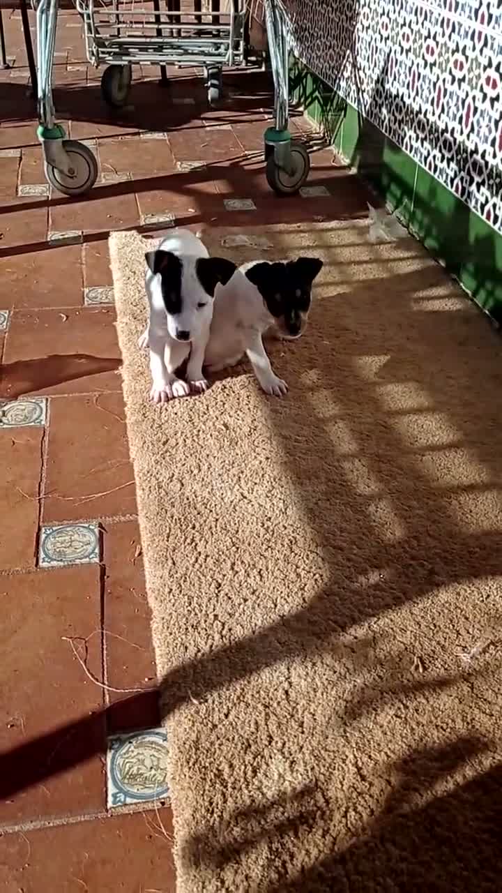 Ratonero Bodeguero Andaluz perros en venta: Ratonero Bodeguero Andaluz - Video 2