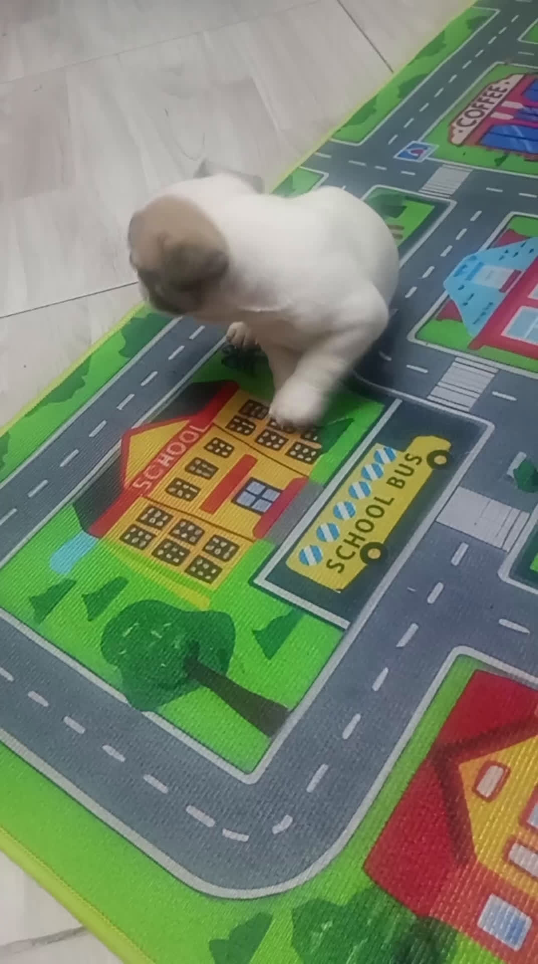 Bulldog Francés perros en venta: Bulldog francés  - Video 1