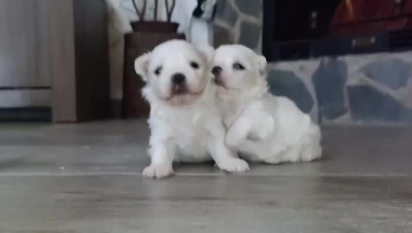Bichón Maltés perros en venta: Bichon Maltes - Video 1