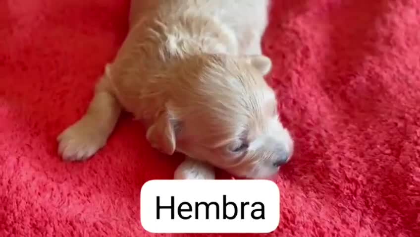 Maltipoo perros en venta: Macho y hembras de maltipoo nacionales  - Video 1
