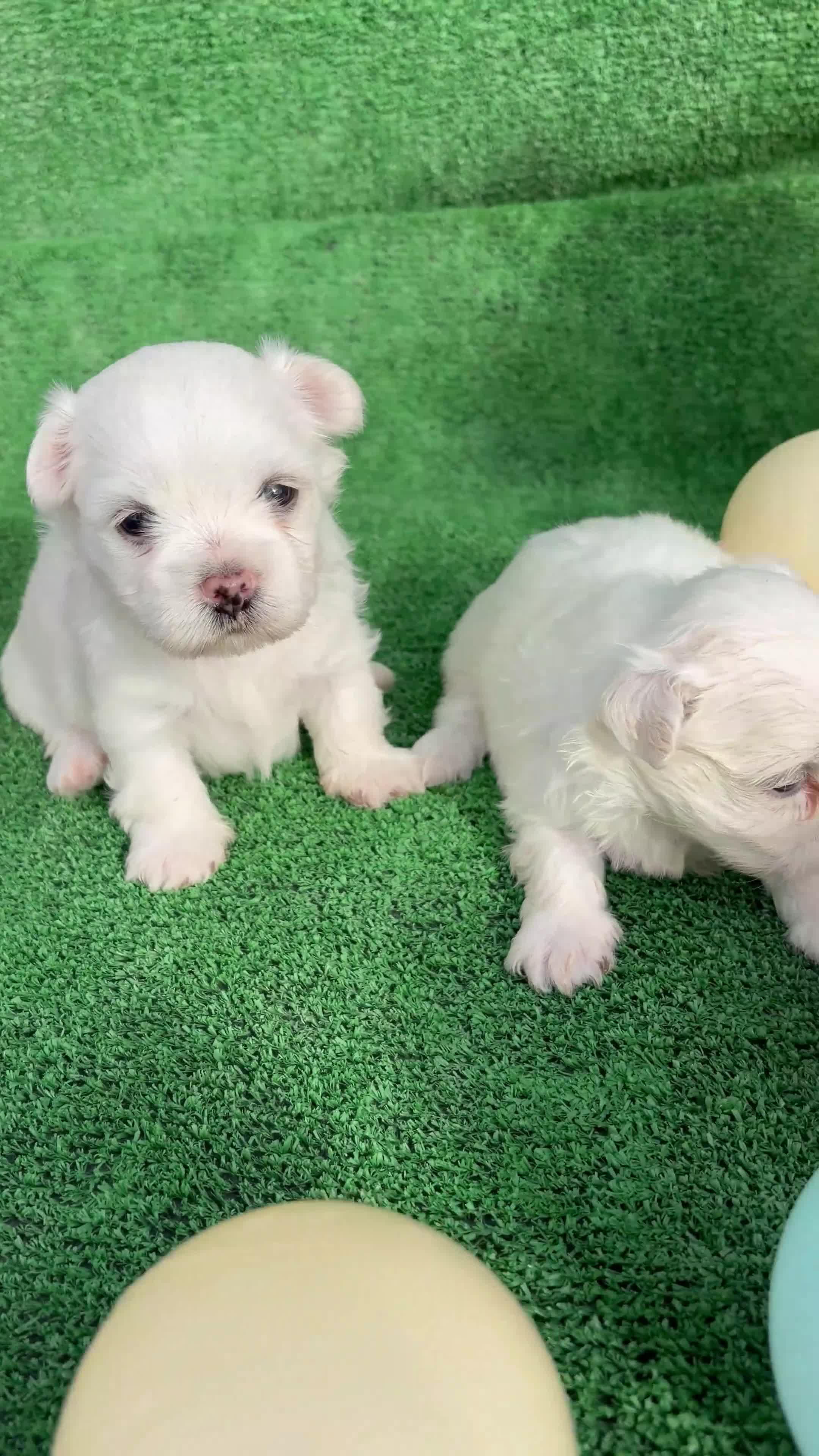 Bichón Maltés perros en venta: BICHÓN MALTÉS  - Video 1