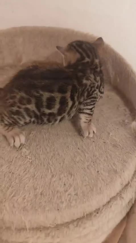 Bengalí gatos en venta: GATITOS BENGALI - Video 1