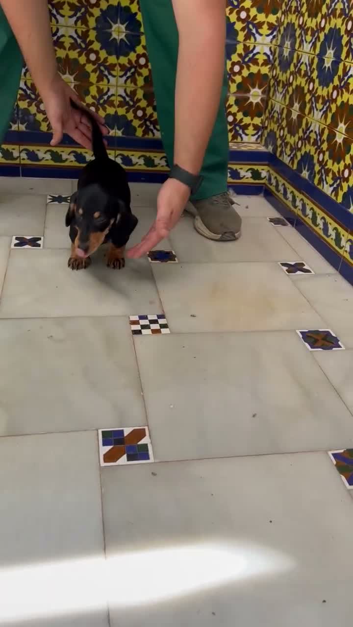 Teckel perros en venta: TECKEL HEMBRA NEGRO Y FURGO - Video 1