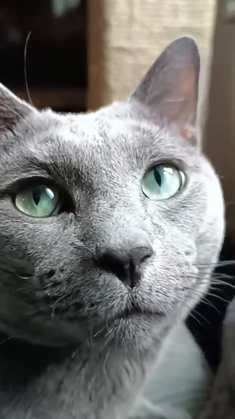 Azul Ruso gatos en venta: Cachorros azul ruso - Video 4