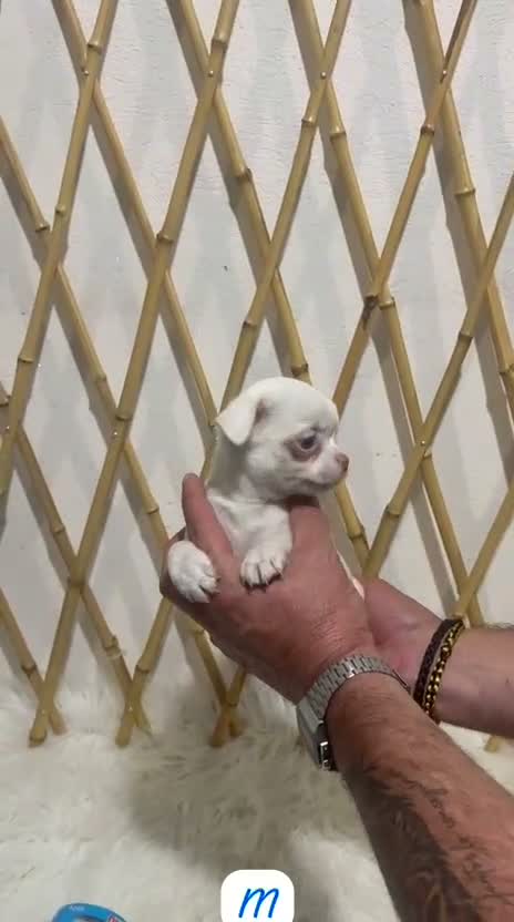 Chihuahua perros en venta: CHIHUAHUA MINI TOY - Video 1