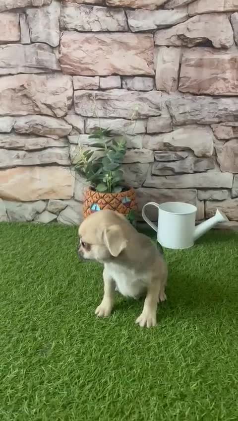Chihuahua perros en venta: CHIHUAHUA CABEZA DE MANZANA  - Video 1