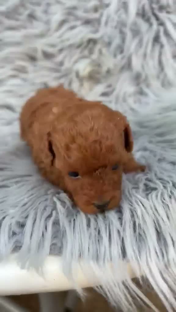 Caniche Toy perros en venta: Caniche toy rojo pimentón🐾 - Video 1