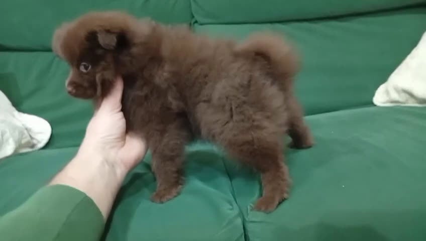Pomerania perros en venta: Pomerania hembra  - Video 1