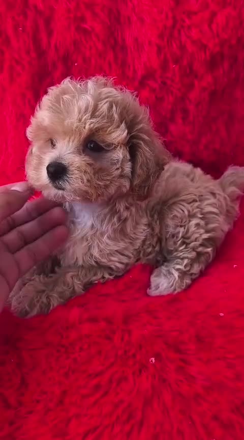 Maltipoo perros en venta: Hembra de maltipoo  - Video 2