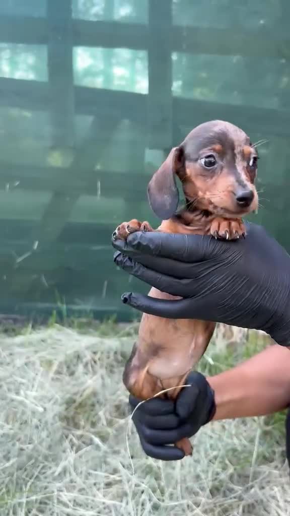 Teckel Miniatura perros en venta: Teckel mini  - Video 2