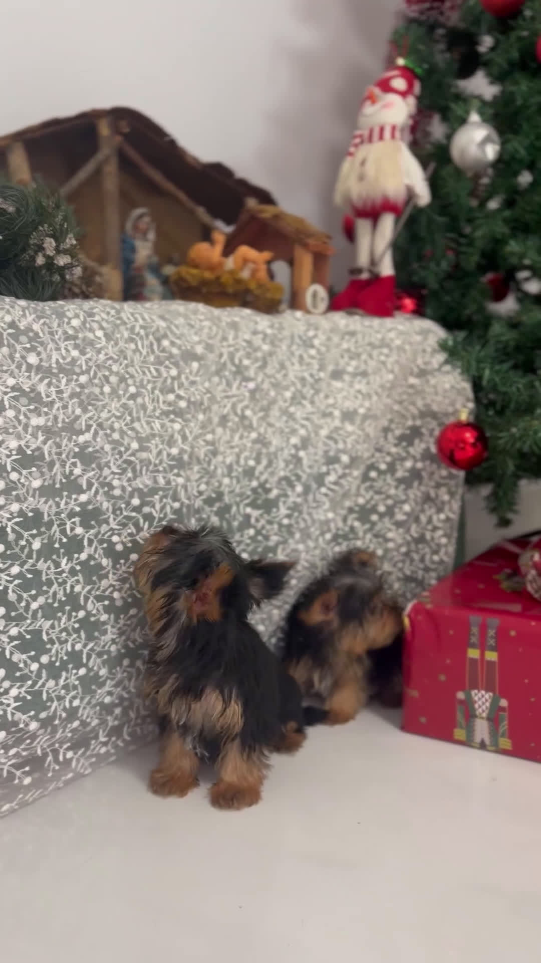 Yorkshire Terrier perros en venta: Últimos cachorros de Yorkshire Terrier disponibles - Video 1