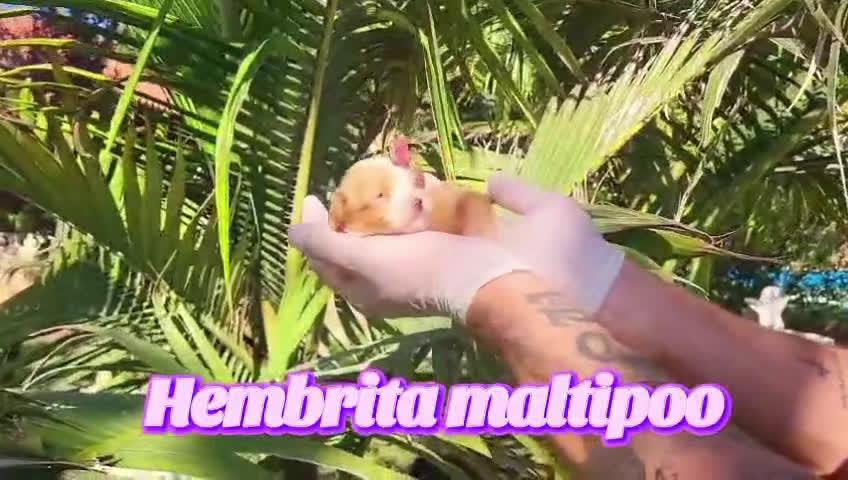 Maltipoo perros en venta: Maltipoos espectaculares, linea coreana. - Video 4