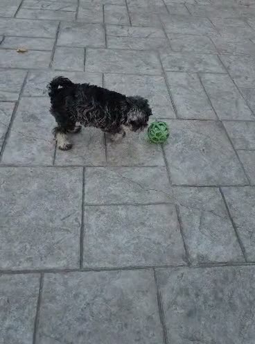 Schnauzer Miniatura perros en venta: Schnauzer sal y pimienta  - Video 1