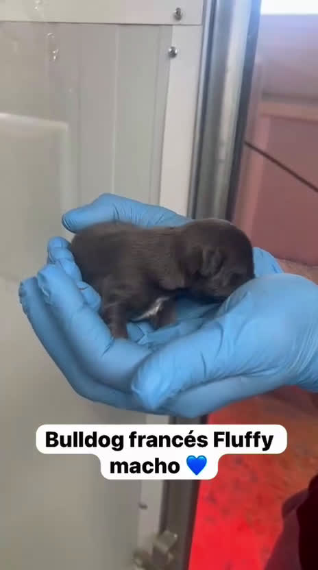 Bulldog Francés perros en venta: CAMADA DE PRECIOSOS BULLDOG FRANCÉS FLUFFY  - Video 3