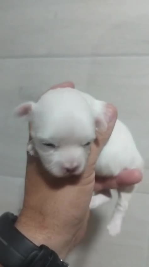 Bichón Maltés perros en venta: Hembras bichon maltés toy línea koreana  - Video 1