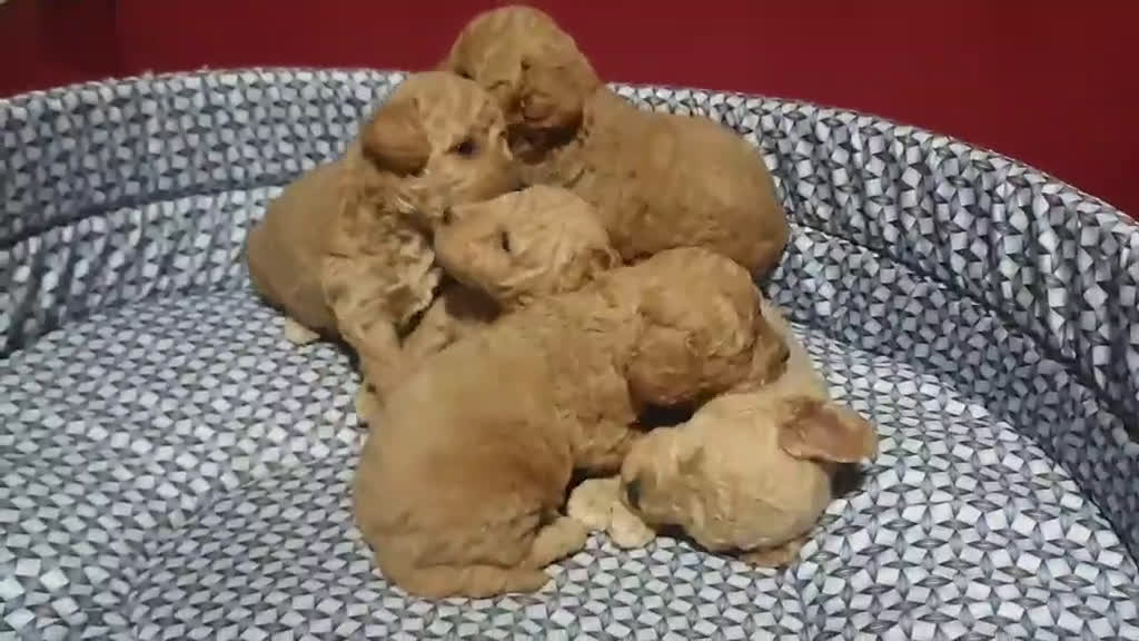 Caniche Toy perros en venta: Caniches madre apricot padre rojo - Video 3