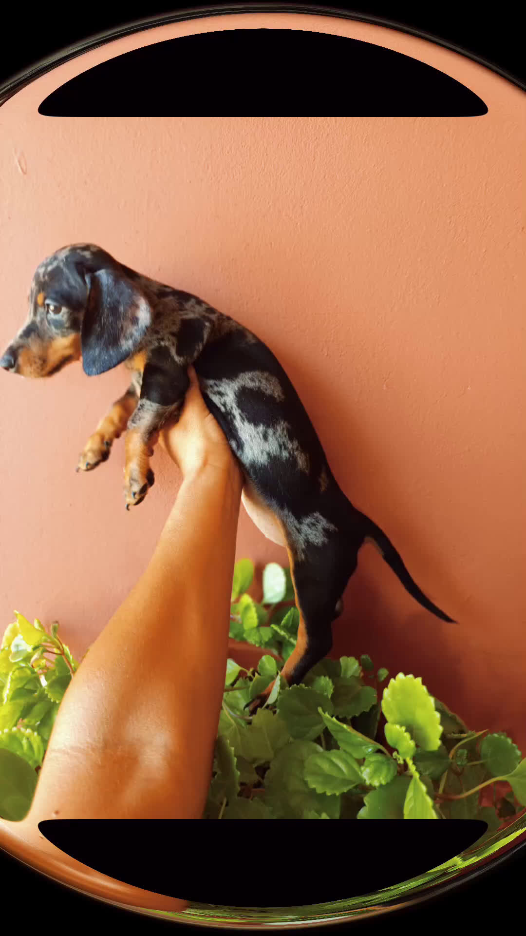 Teckel Miniatura perros en venta: Teckel arlequín - Video 1