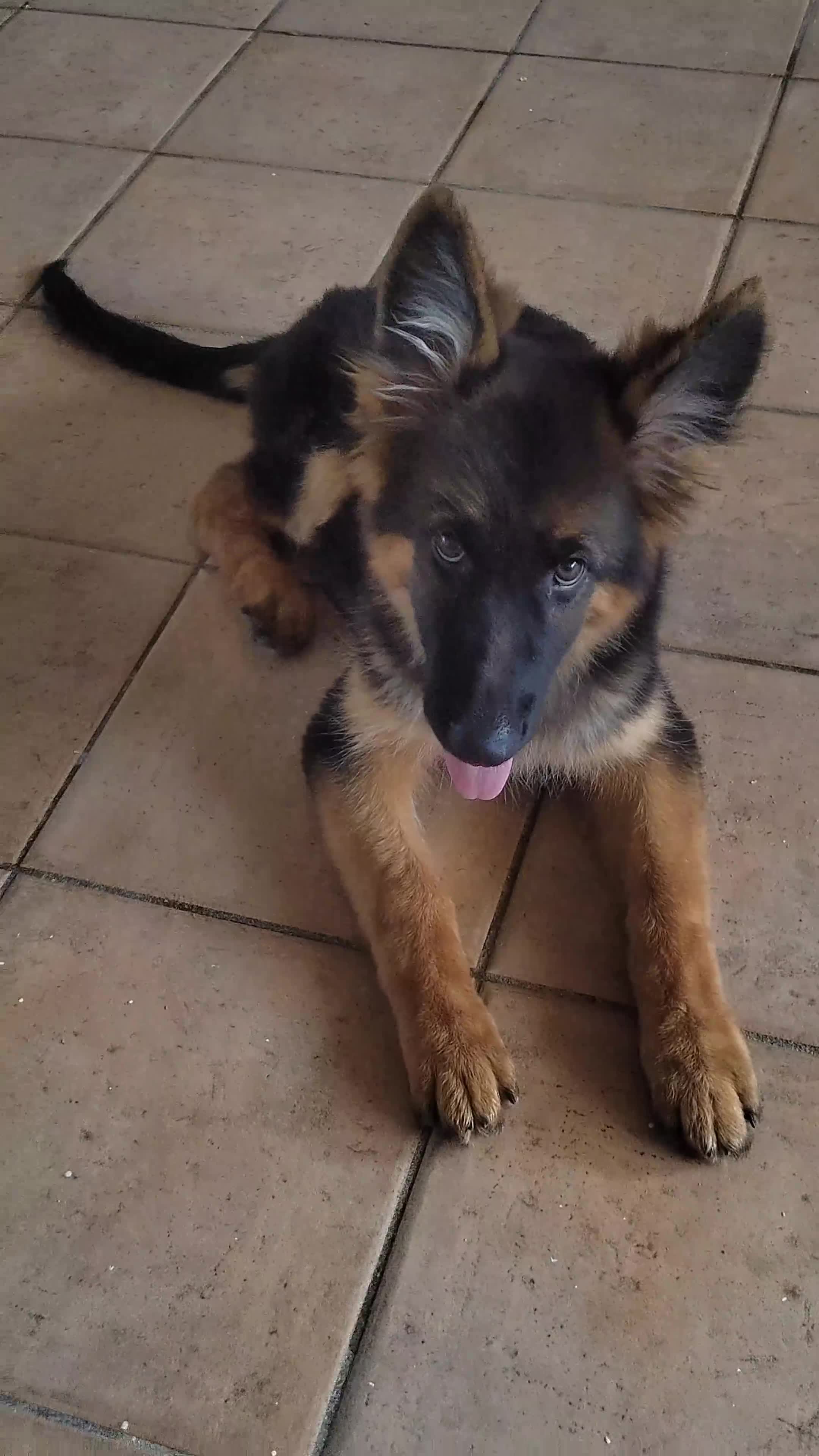 Pastor Alemán perros en venta: Último Cach0rro de Pastor Alemán  - Video 1