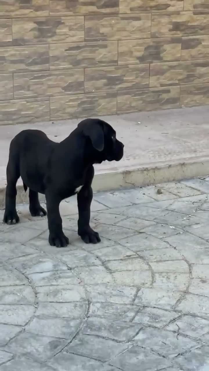 Cane Corso perros en venta: Cachorro cane corso - Video 1