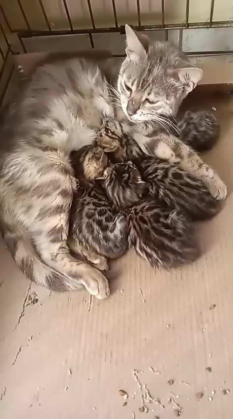 Bengalí gatos en venta: GATITOS BENGALI - Video 1