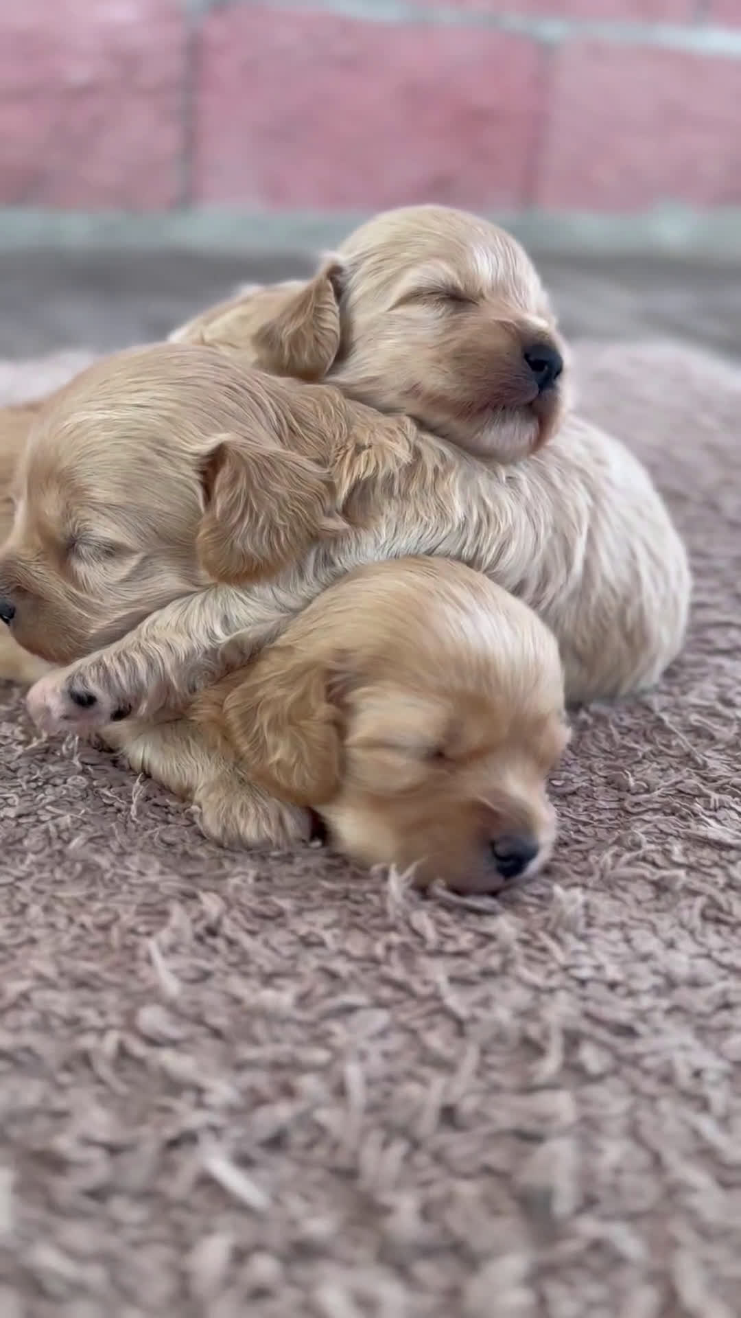 Maltipoo perros en venta: 🌹TRES PEQUEÑAS MALTIPOO 🌸 - Video 1