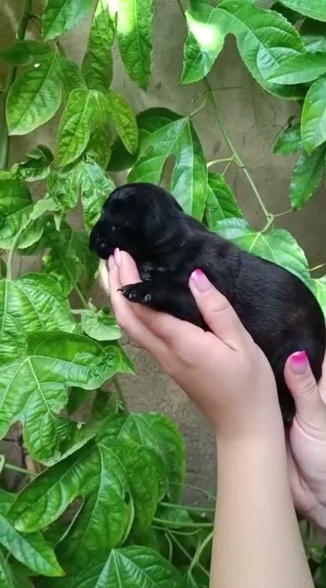 Bulldog Francés perros en venta: Bulldog frances - Video 4