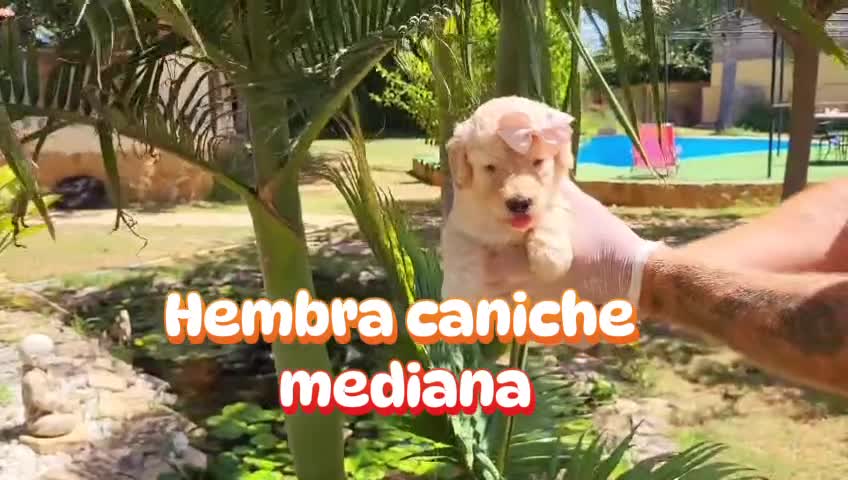 Caniche Mediano perros en venta: Caniches medianos! Macho y hembritas💖🐾 - Video 1