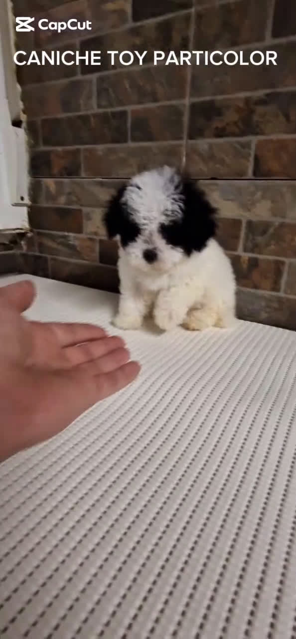 Caniche Toy perros en venta: MACHO CANICHE TOY PARTICOLOR  - Video 1