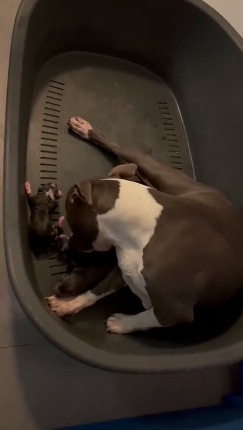 American Staffordshire-Terrier perros en venta: American Stanford, nueva Camada - Video 2