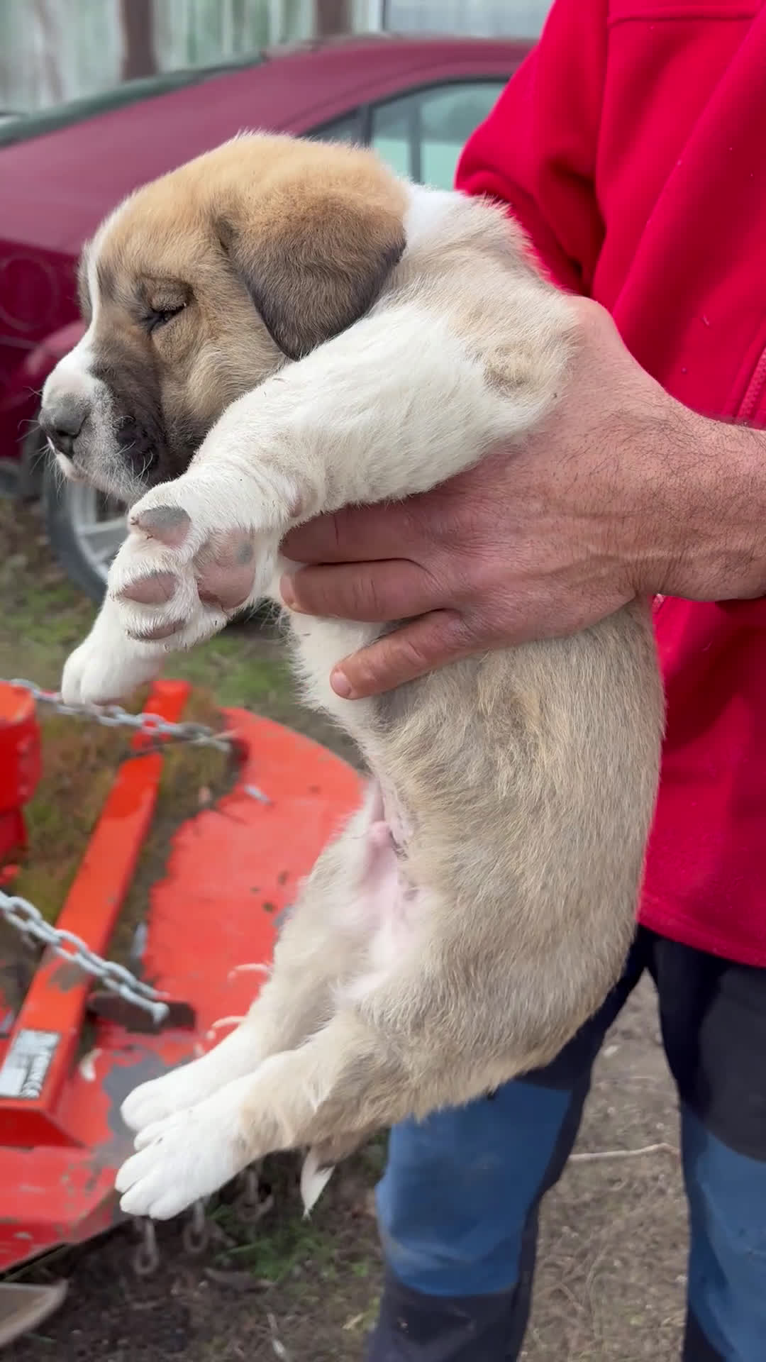 Mastín Español perros en venta: Mastín Español cachorro macho  - Video 1