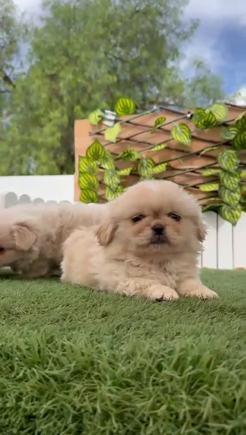 Pekinés perros en venta: PEKINES HEMBRA - Video 1
