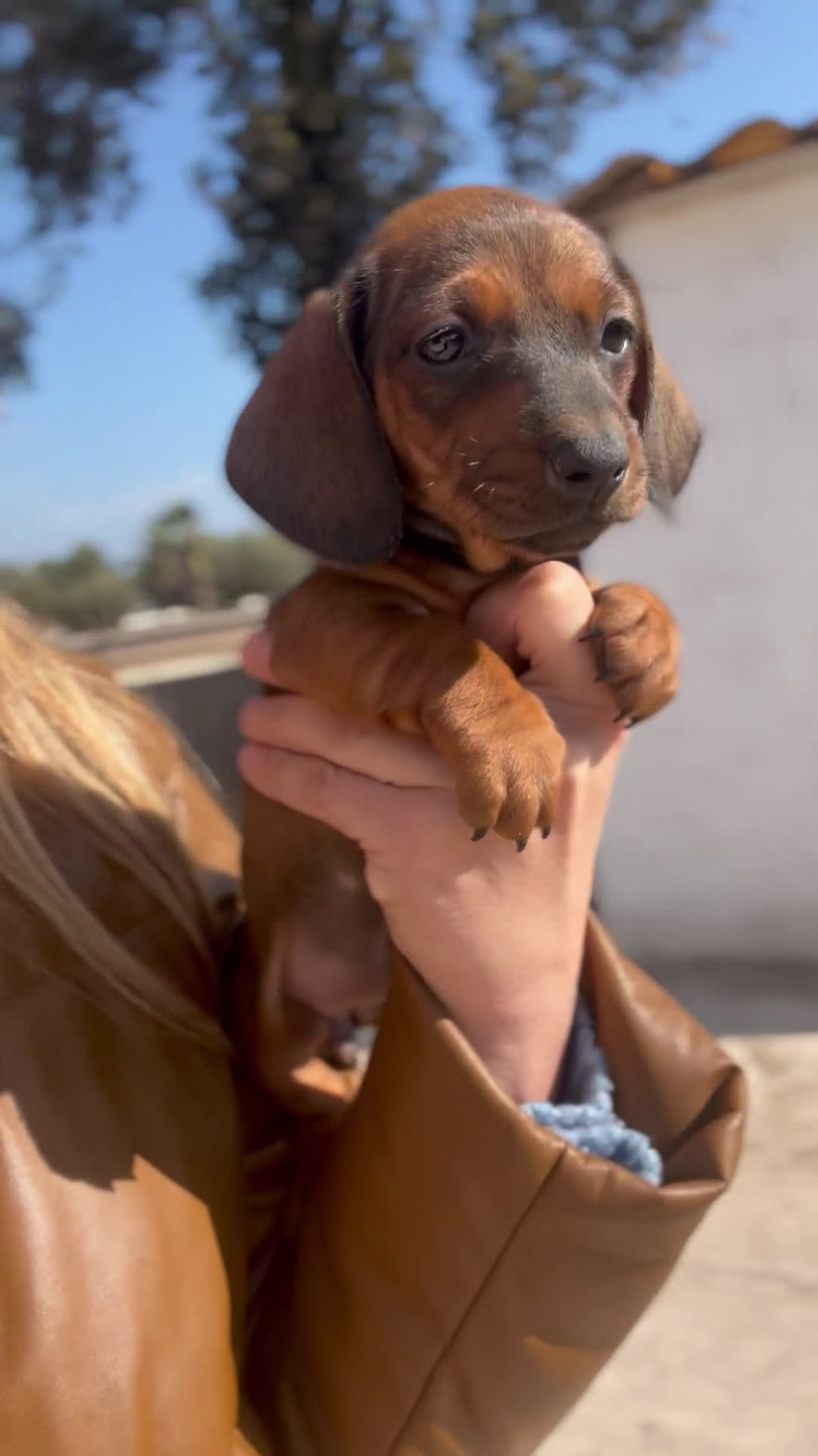 Teckel Miniatura perros en venta: Impresionantes Teckel miniatura  601144783 en Valencia - Video 1