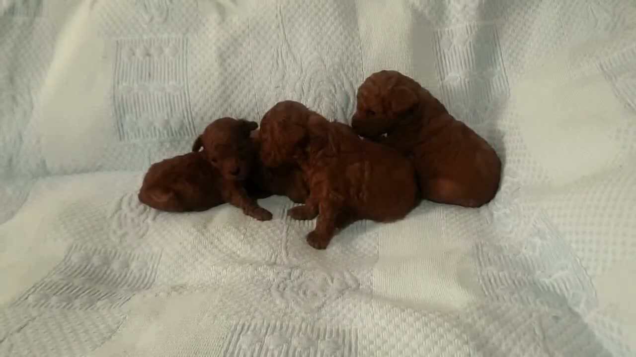 Caniche Toy perros en venta: Caniches toys 50% asiaticos con pedigree - Video 2