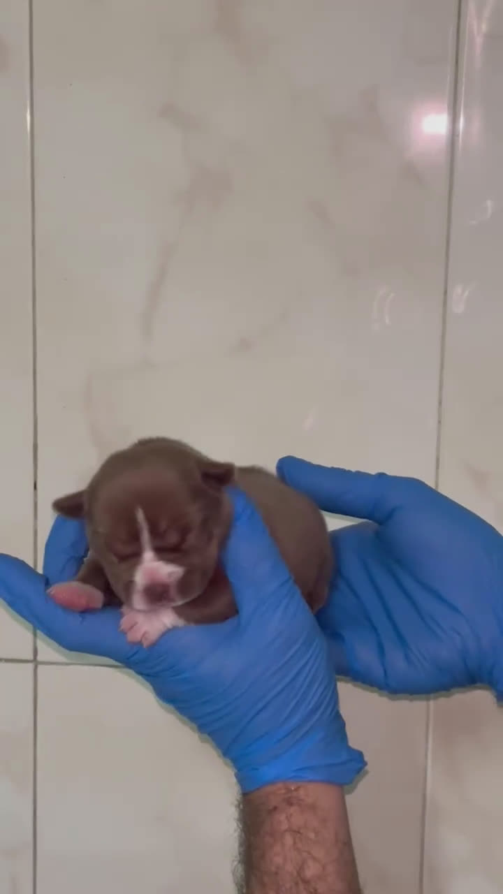 American Bully perros en venta: American bully micro - Video 3