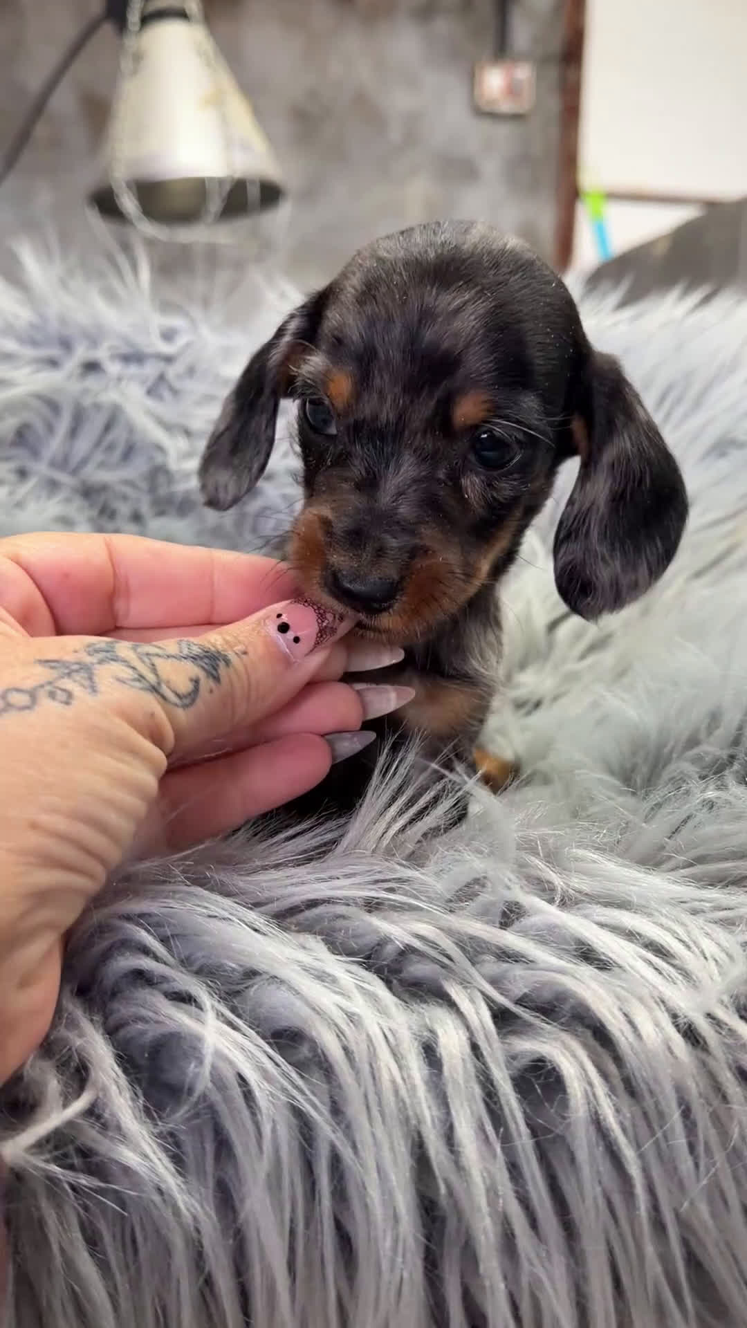 Teckel Miniatura perros en venta: Teckel Arlequin Kaninchen  - Video 1