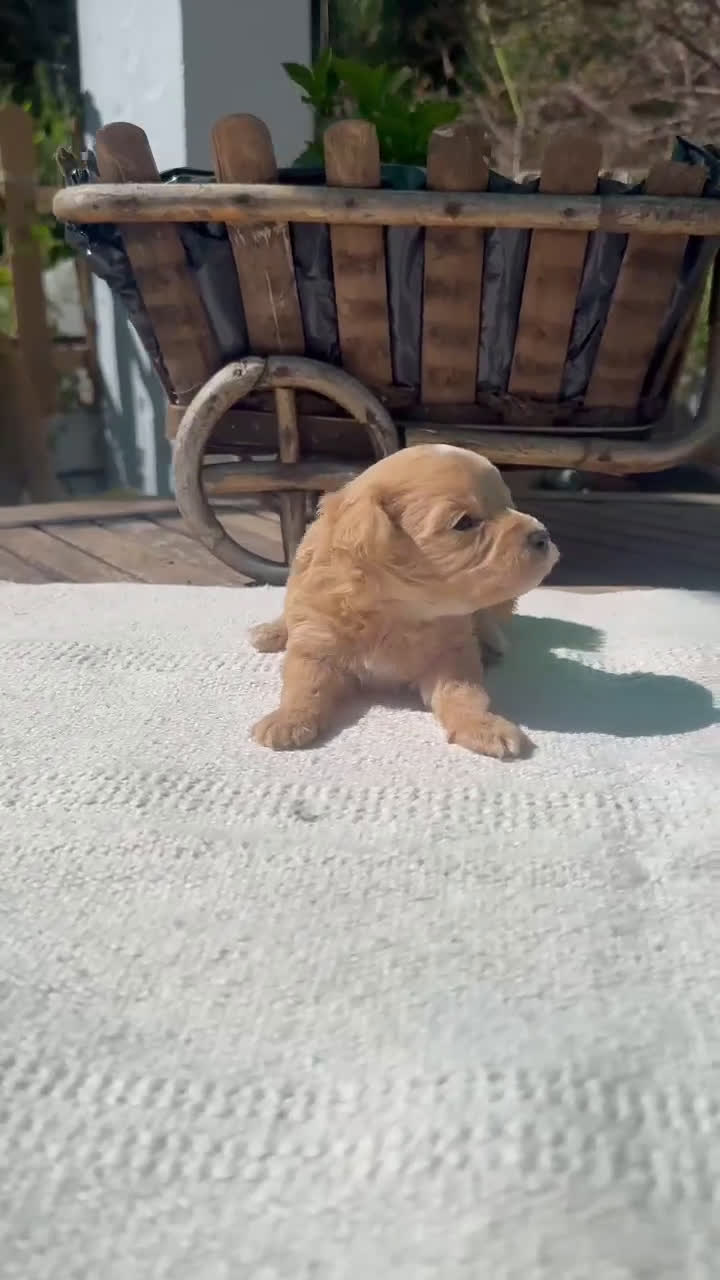 Maltipoo perros en venta: Maltipoo roja hembra disponible preciosa Toy  - Video 1