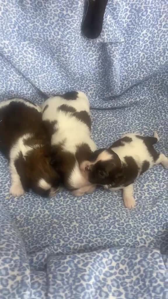Shih Tzu perros en venta: CACHORRITAS DE SHIH TZU - Video 1