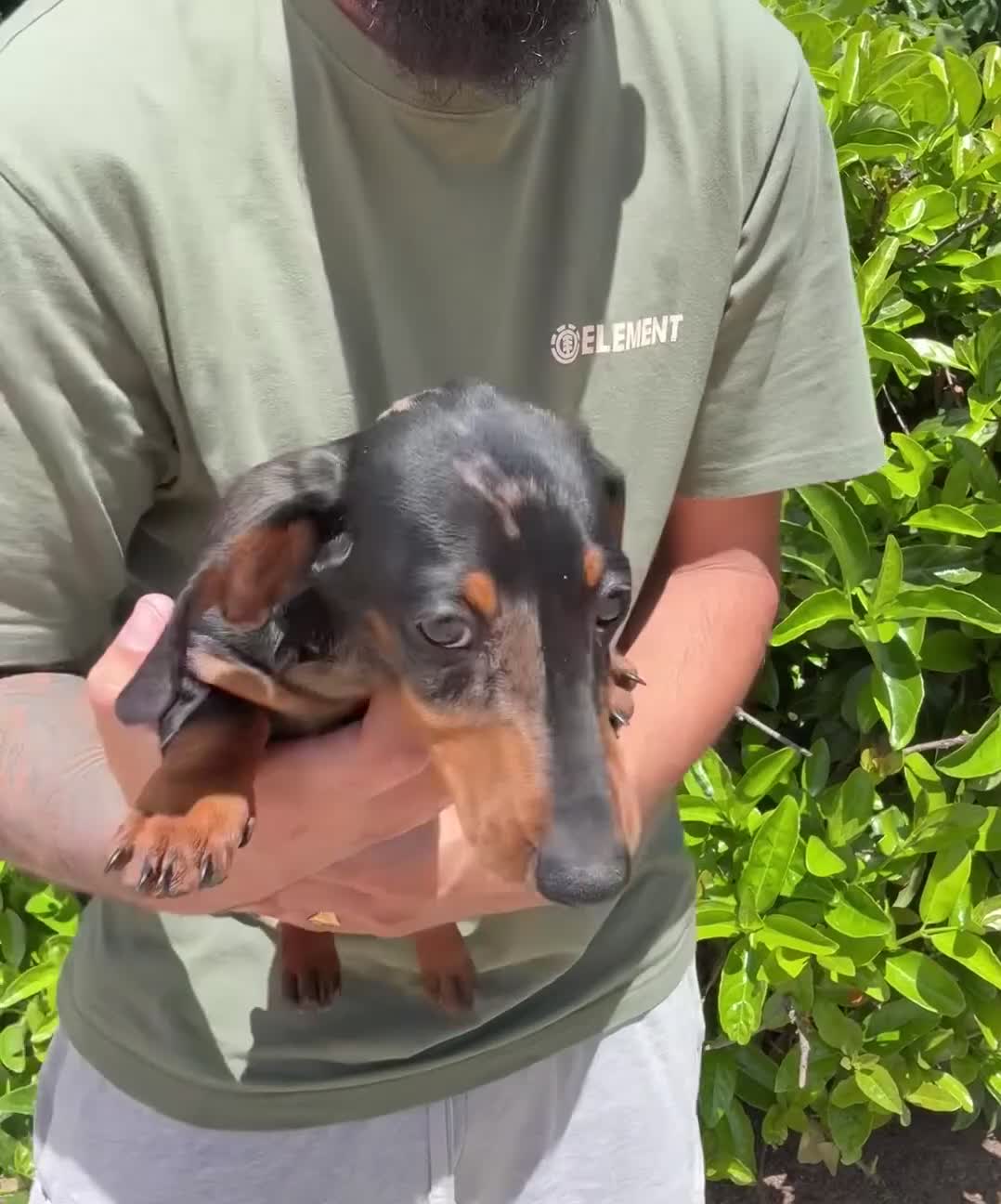 Teckel perros en venta: TECKEL KANINCHEN  - Video 2