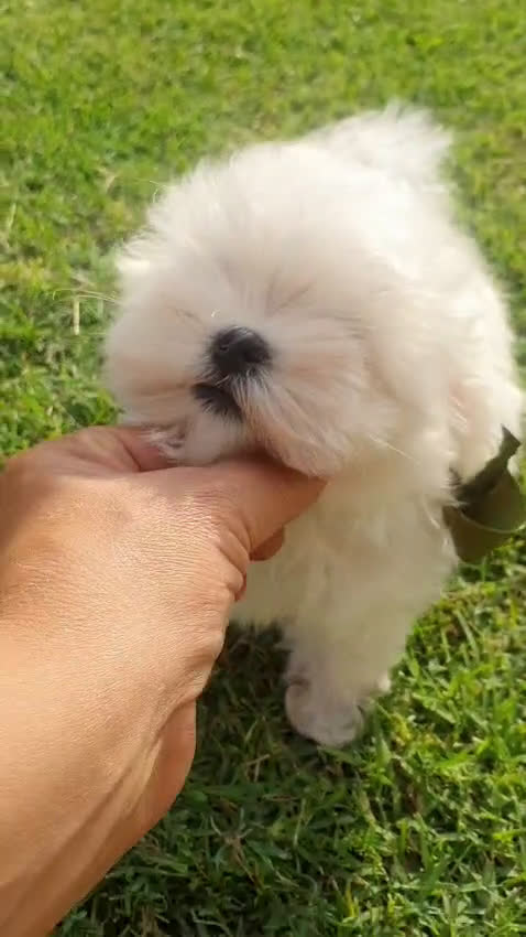 Bichón Maltés perros en venta: Bichon Maltes  - Video 2