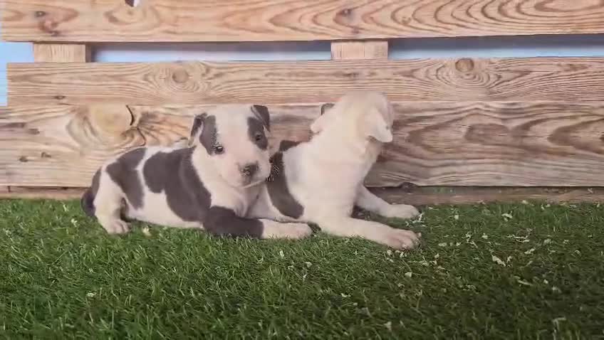 American Staffordshire-Terrier perros en venta: American Stanford  - Video 3