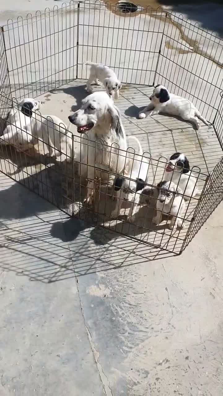 Setter Inglés perros en venta: Cachorro hembra Setter - Video 1