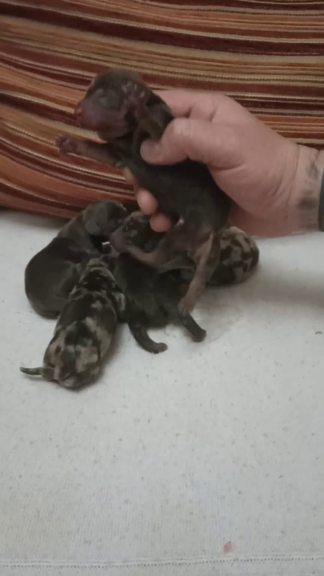 Teckel perros en venta: Teckel Kannitchen  - Video 5