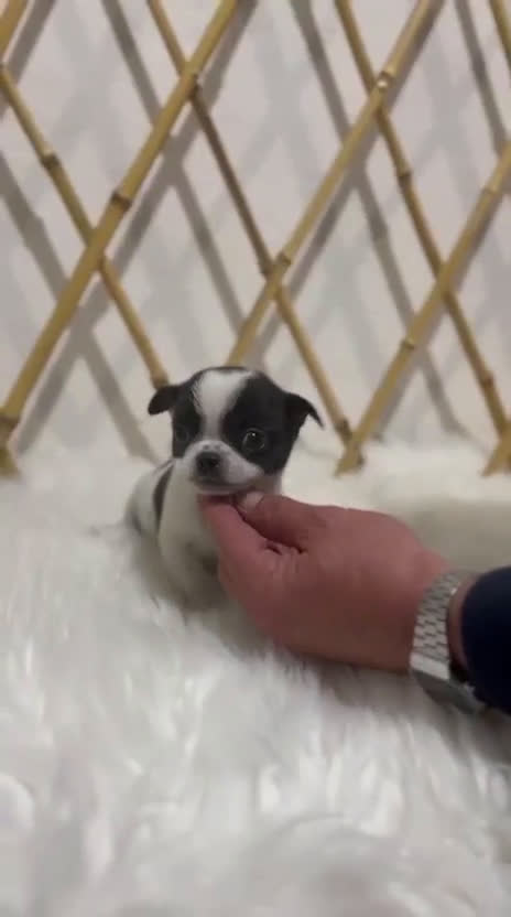 Chihuahua perros en venta: CHIHUAHUA CABEZA DE MANZANA BLANCO Y NEGRO - Video 1