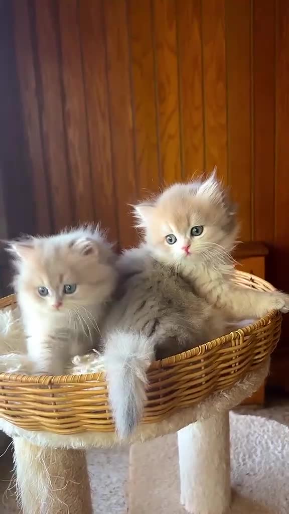Británico de Pelo Corto gatos en venta: Camada de british longhair y shorthair golden - Video 2